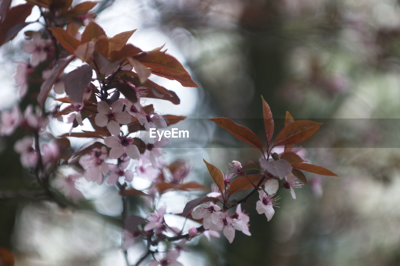 Close-up of pink cherry blossoms