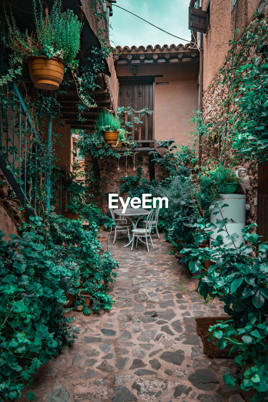 POTTED PLANTS ON TABLE AGAINST BUILDING