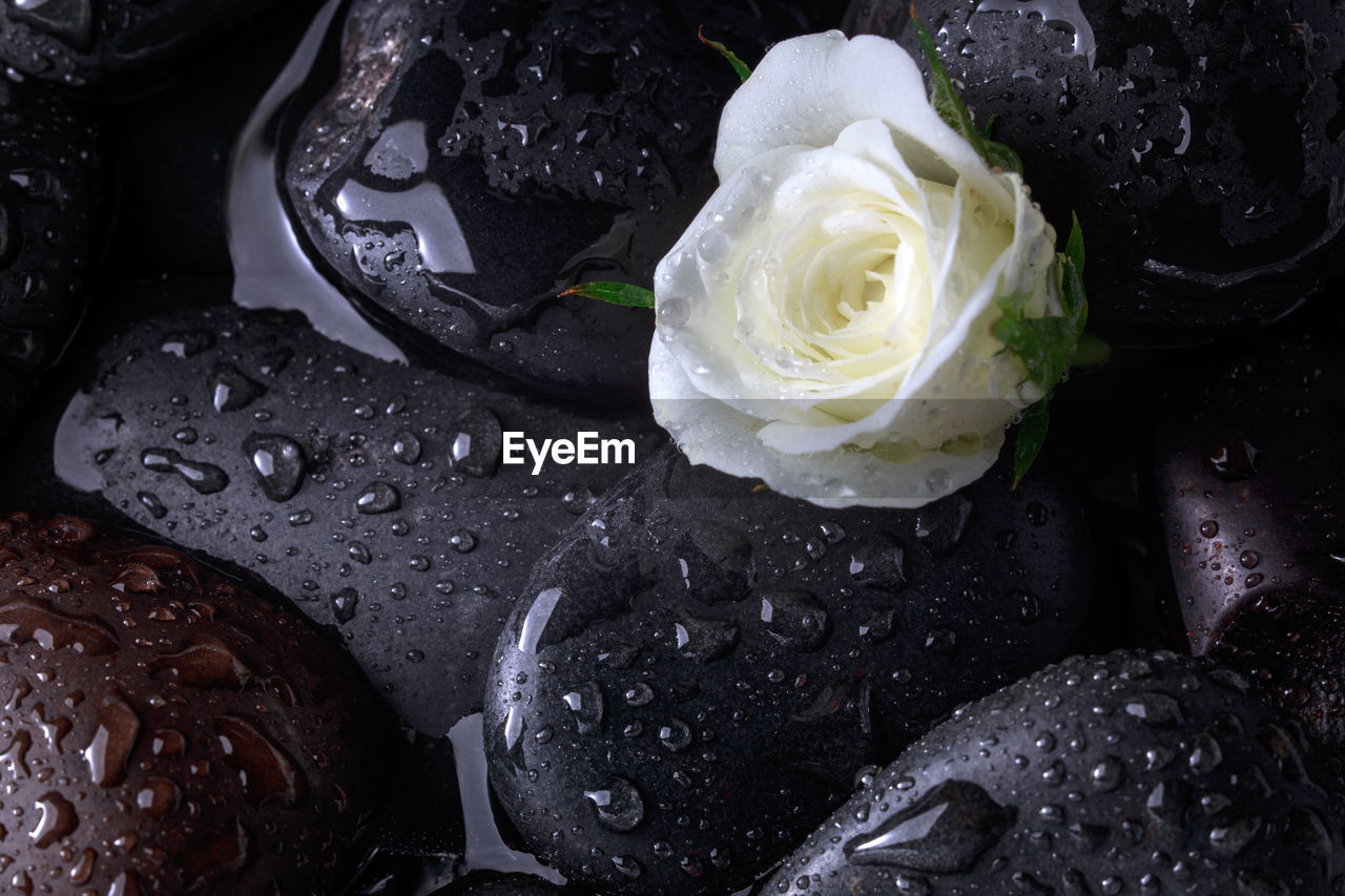 Close-up of water drops on rose and pebbles