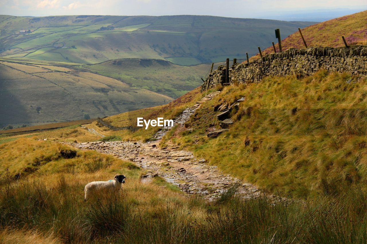 Side view of sheep standing on grassy field