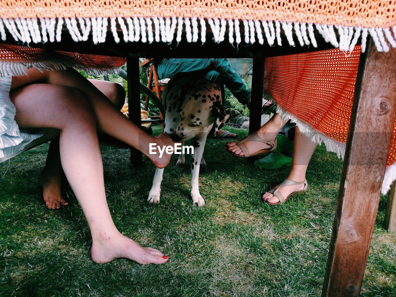 Low section of people with dog sitting at table