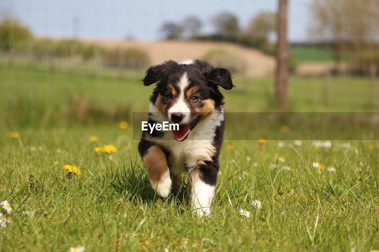 Portrait of puppy walking on grassy field