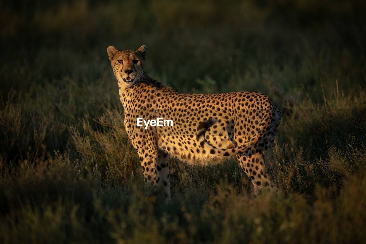 Cheetah standing on land in forest