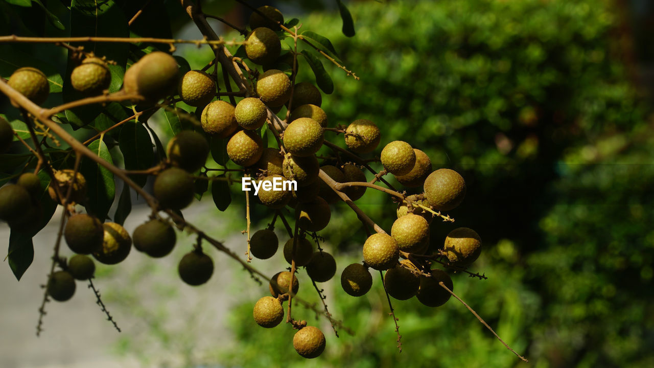 CLOSE-UP OF FRESH FRUITS HANGING ON TREE
