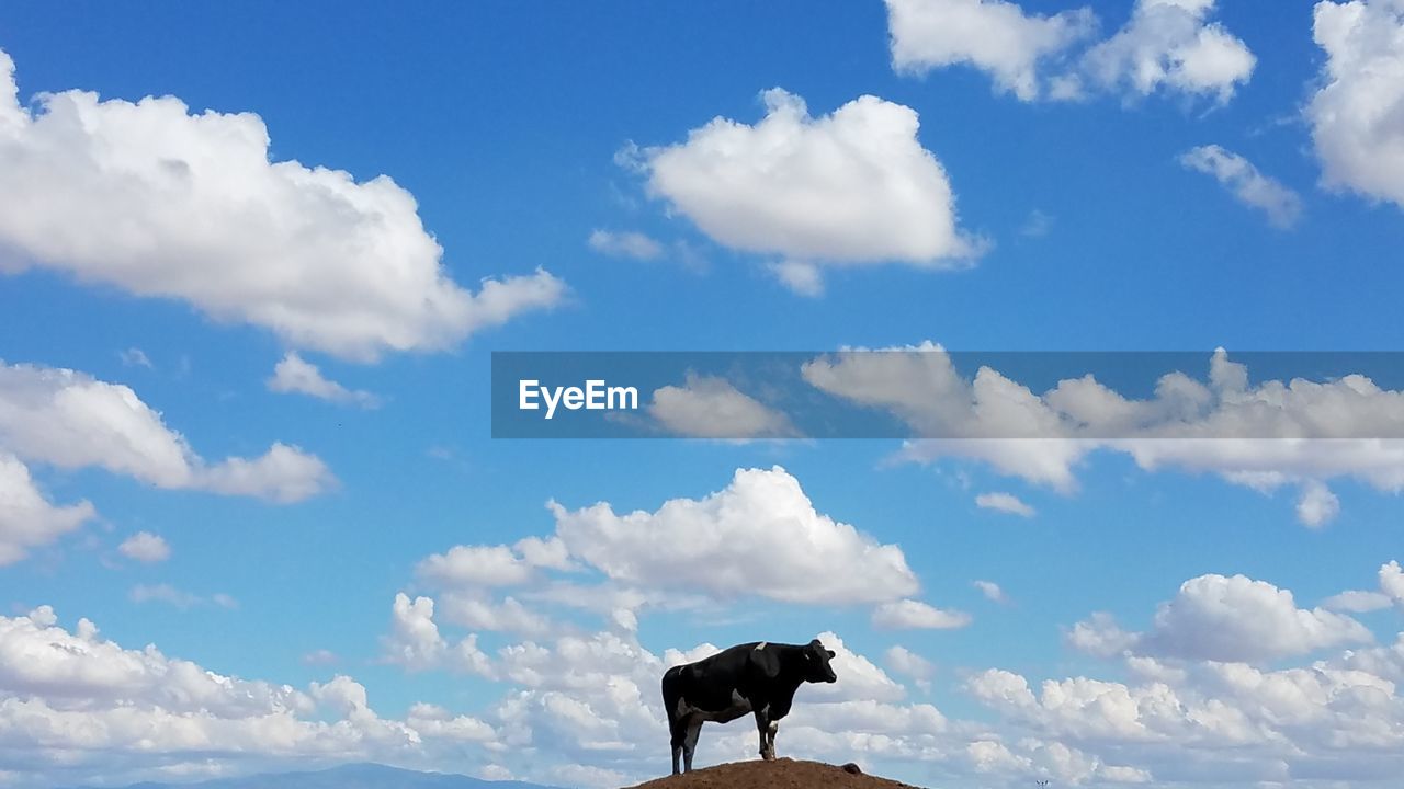 Low angle view of cow standing on land against sky