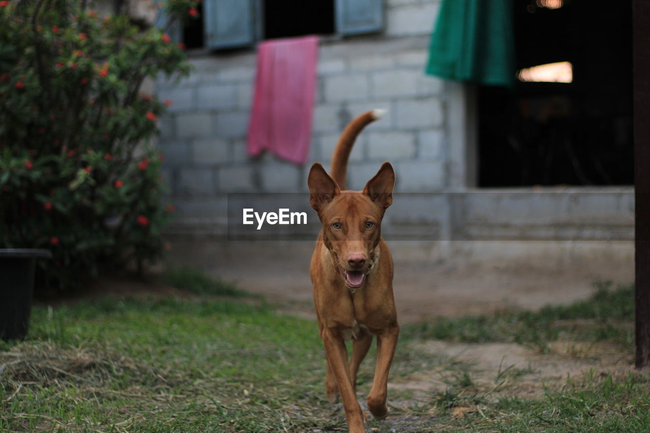 Portrait of dog standing on field