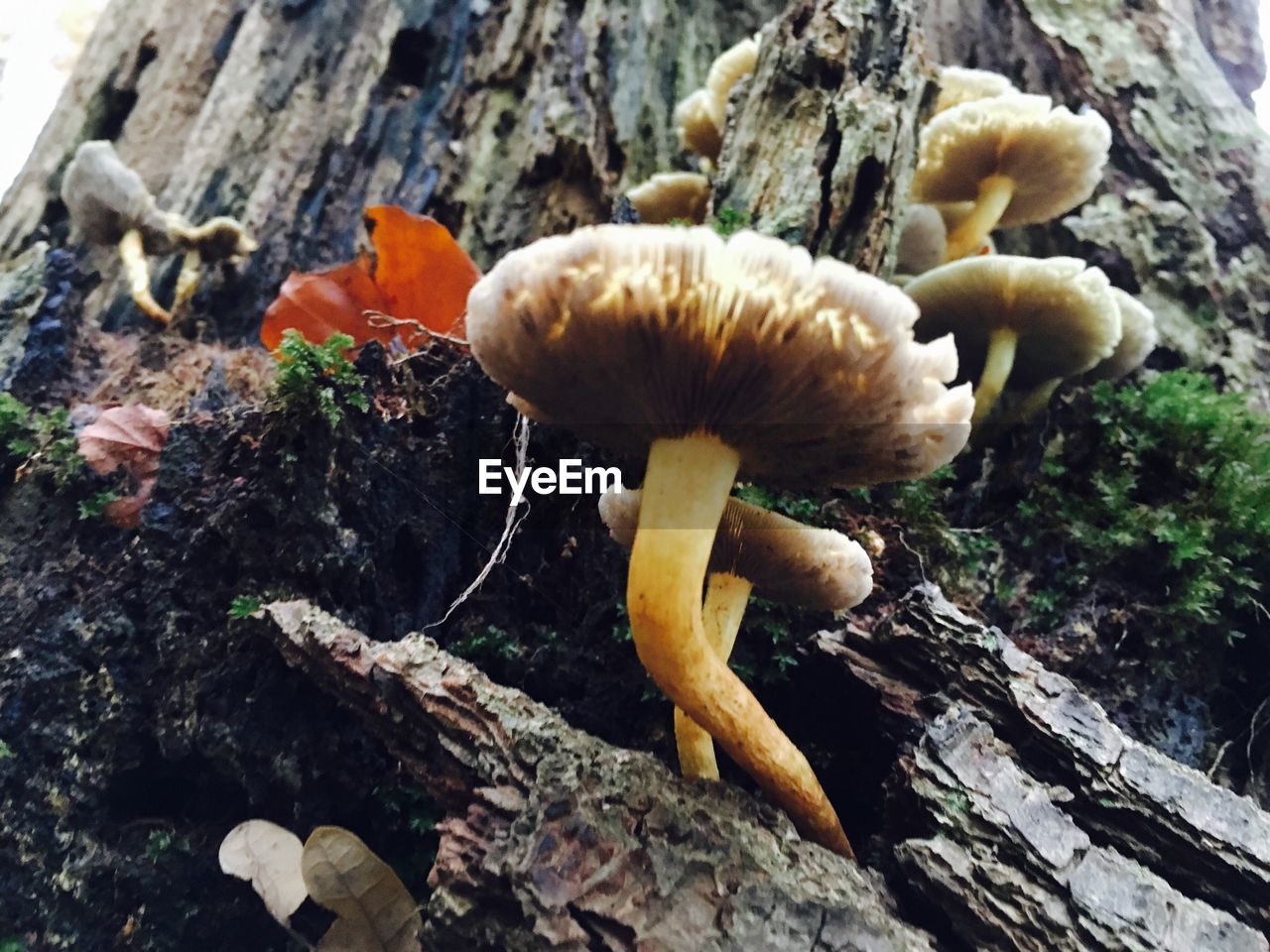 CLOSE-UP OF MUSHROOMS GROWING ON ROCK