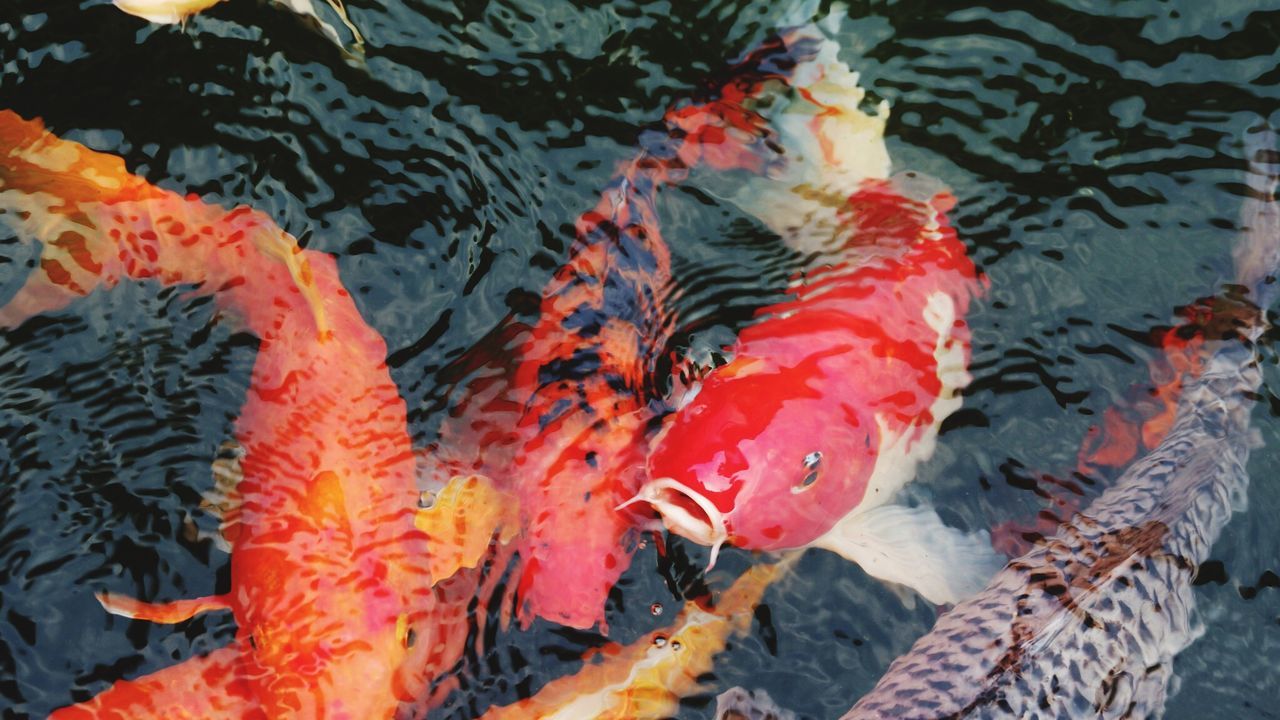 CLOSE-UP OF KOI FISH IN WATER
