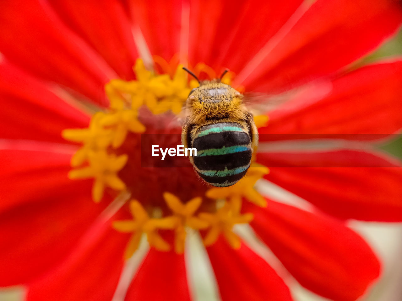CLOSE-UP OF HONEY BEE POLLINATING ON RED FLOWER