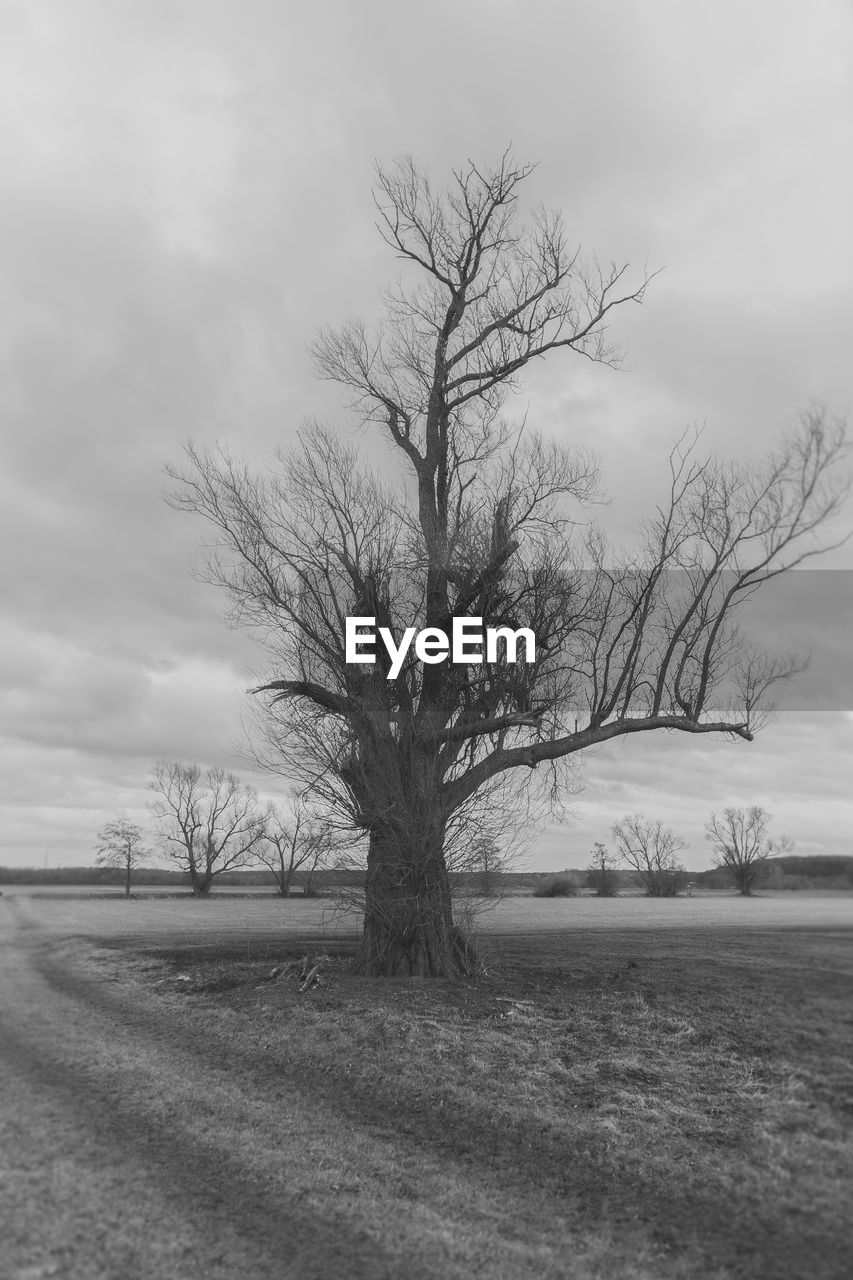 BARE TREES ON LANDSCAPE AGAINST SKY