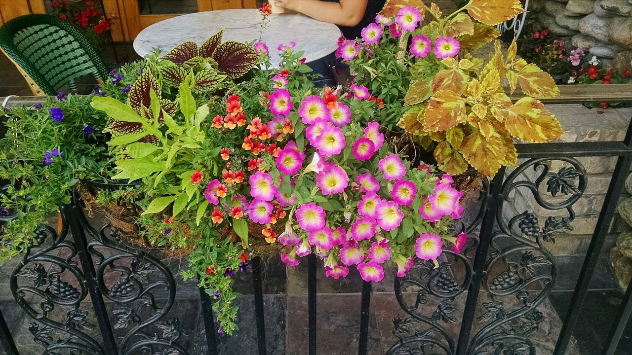 High angle view of flowers by railing in balcony