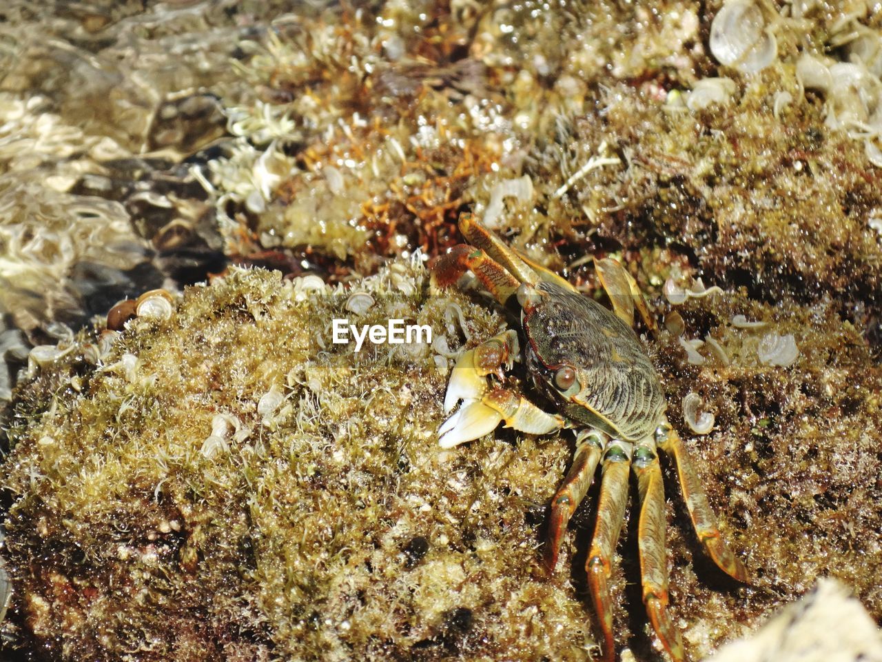 CLOSE-UP OF CRAB ON SHORE
