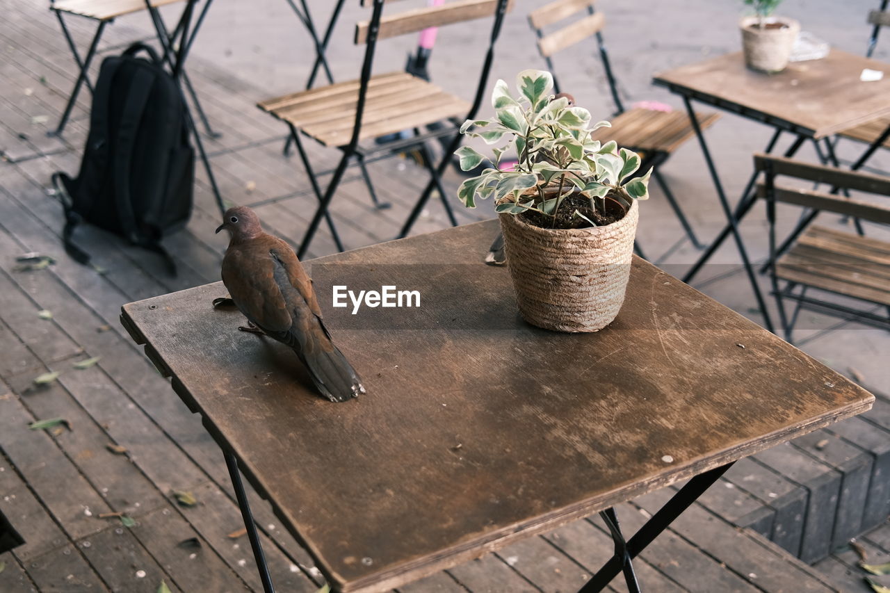 Bird and and a plant in a pot on table