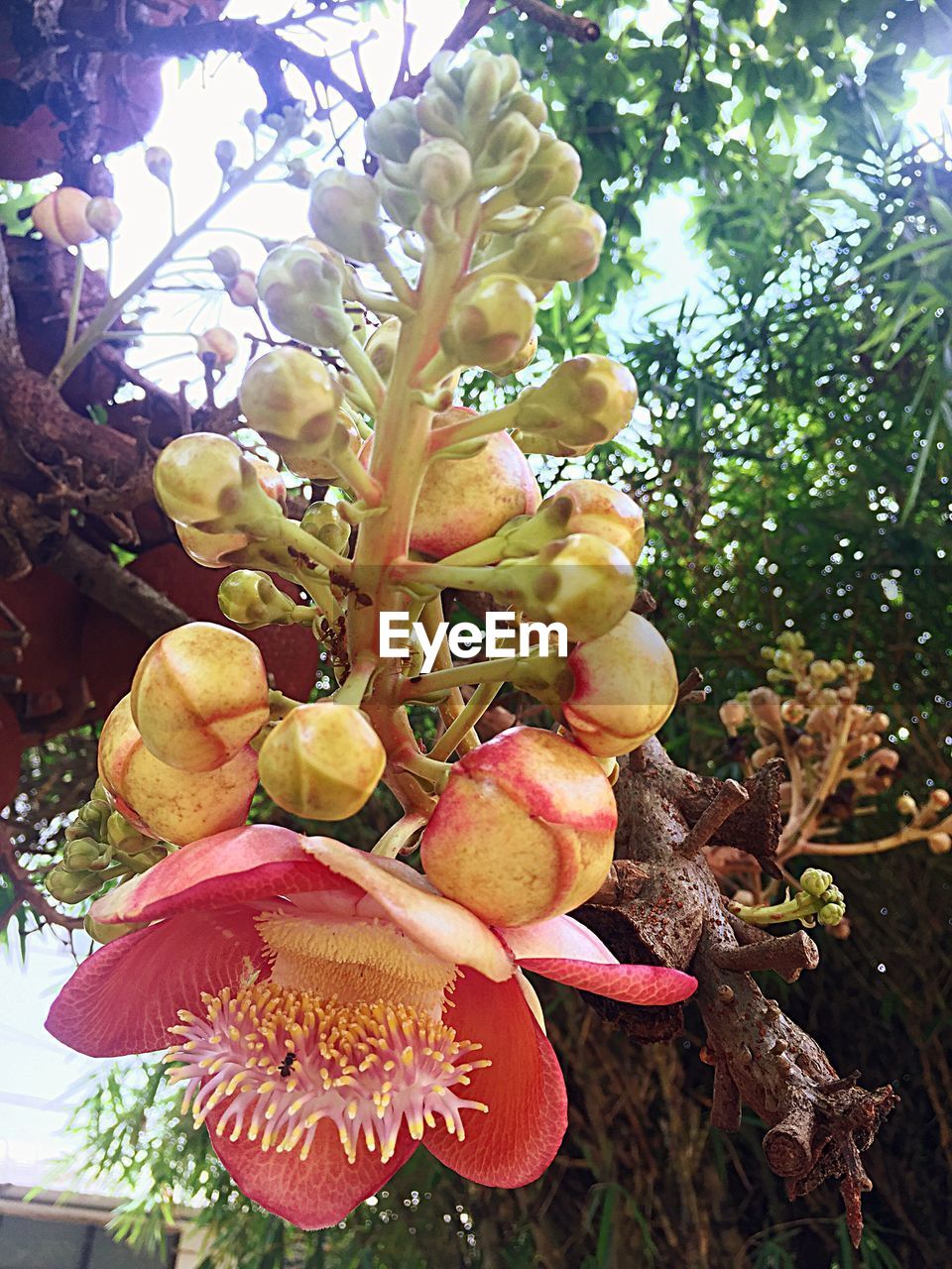 CLOSE-UP OF FRUITS ON TREE