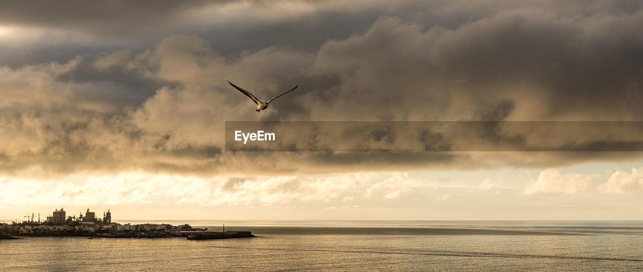 Seagulls flying over sea against sky