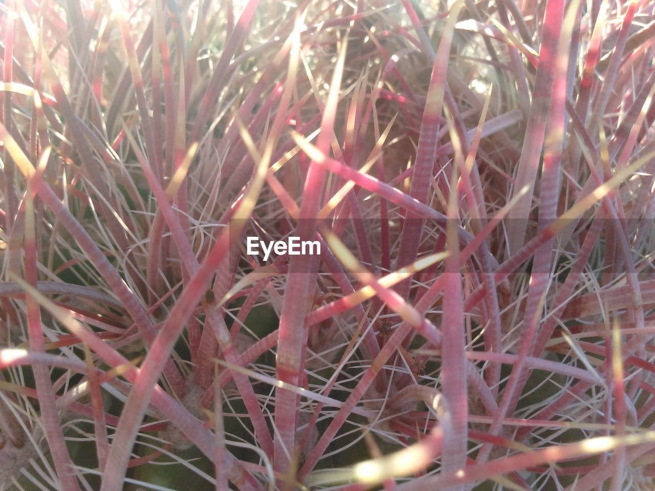Close-up of a barrel cactus