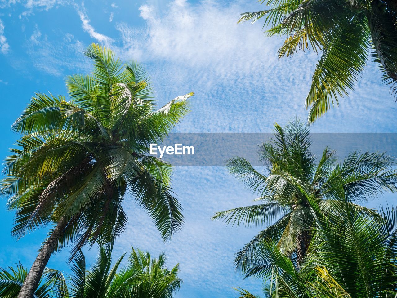 Low angle view of coconut palm trees growing against sky