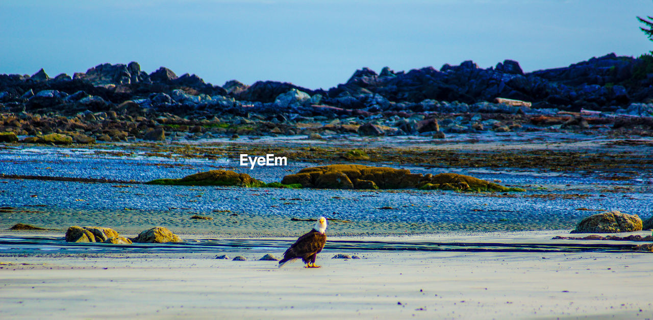 Bald eagle perching on sea shore