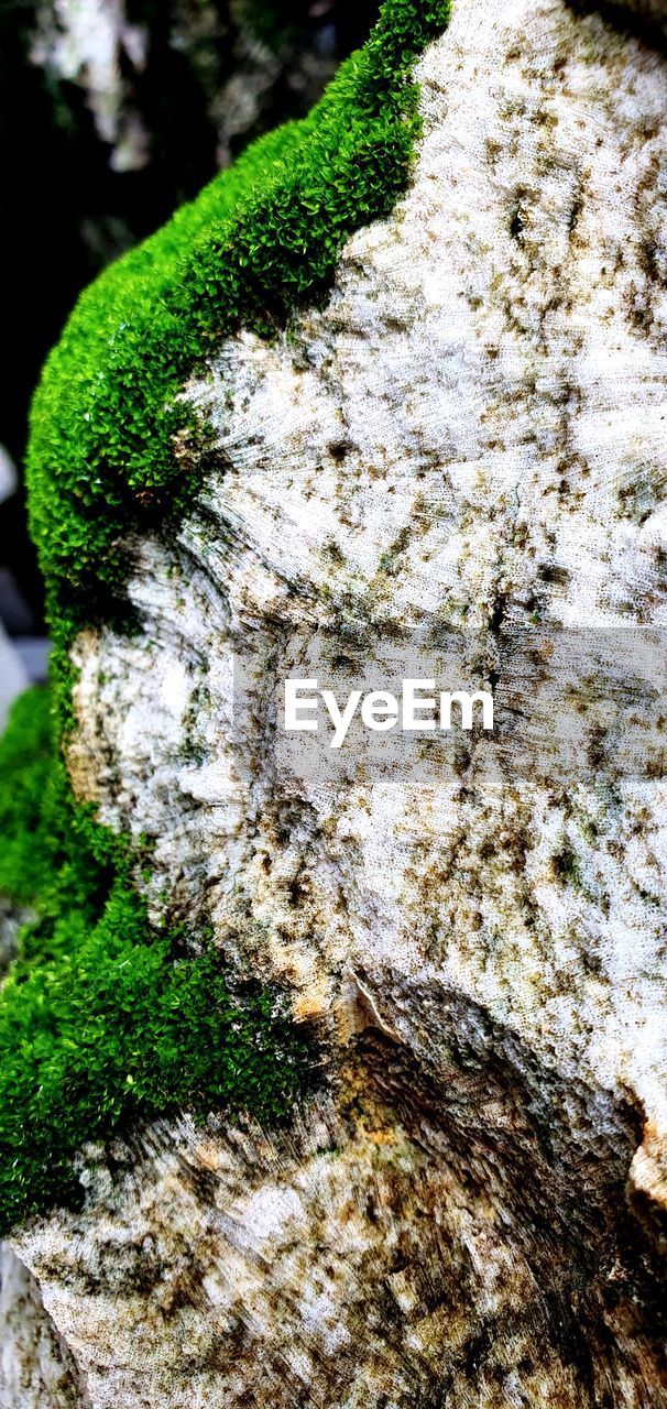 CLOSE-UP OF MOSS GROWING ON TREE