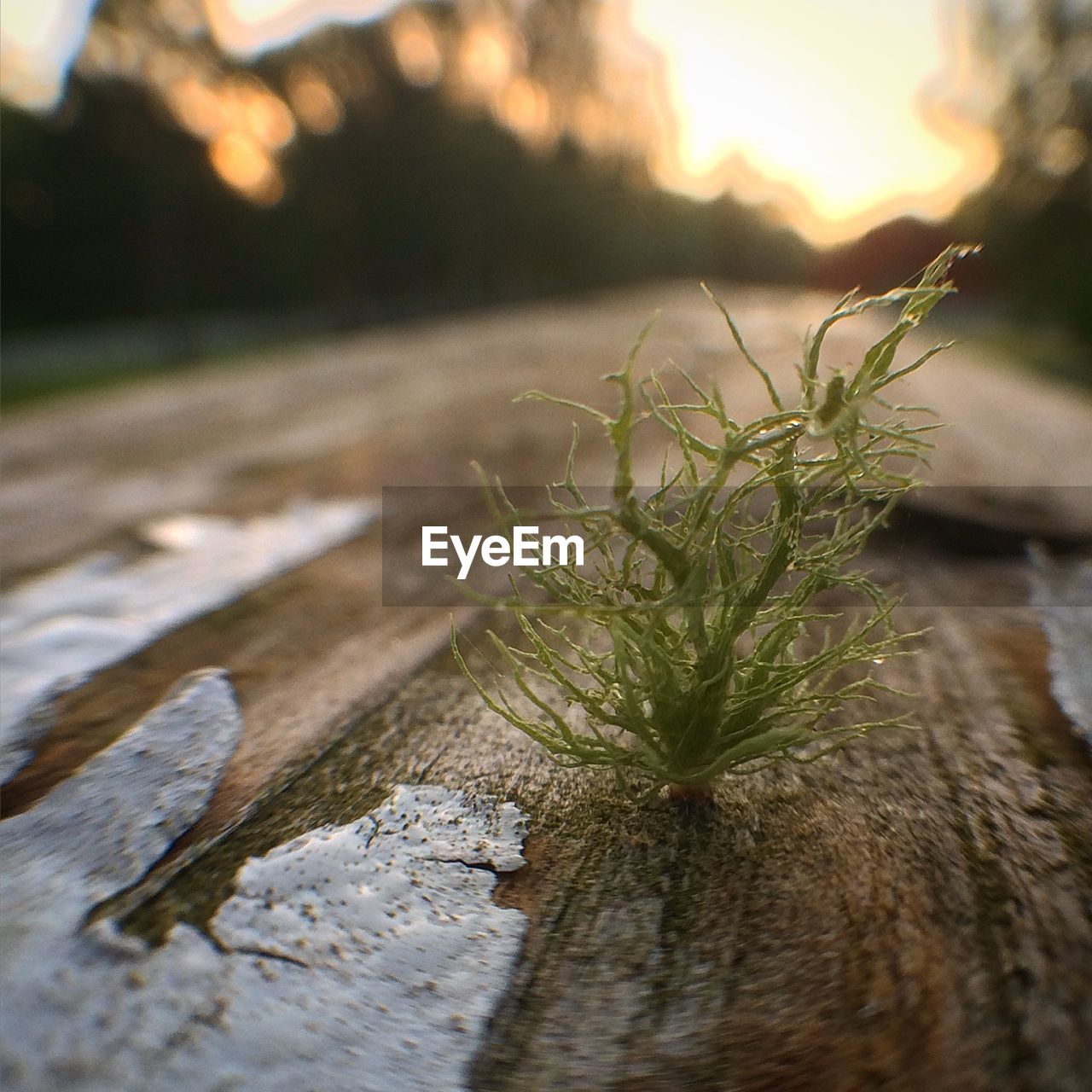 Close-up of small plant growing on street