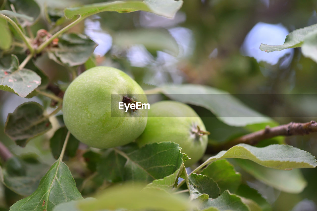 CLOSE-UP OF APPLES ON PLANT