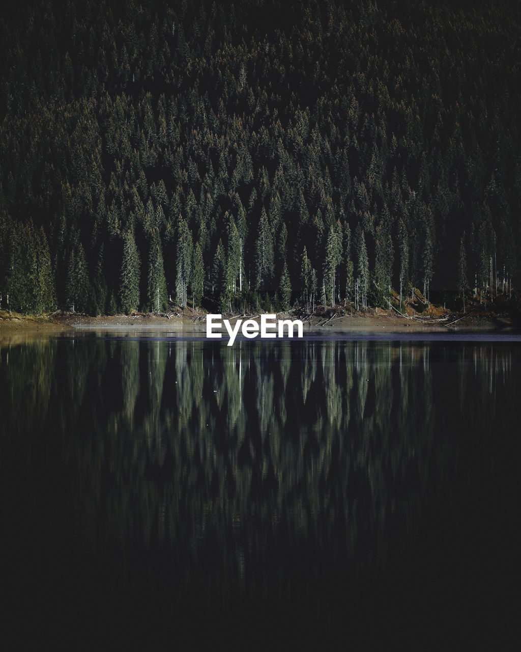 Reflection of trees in lake