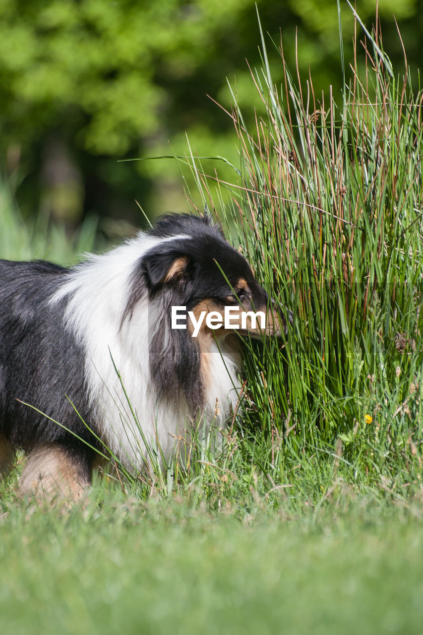 Tricolor adorable shetland sheepdog - sheltie portrait