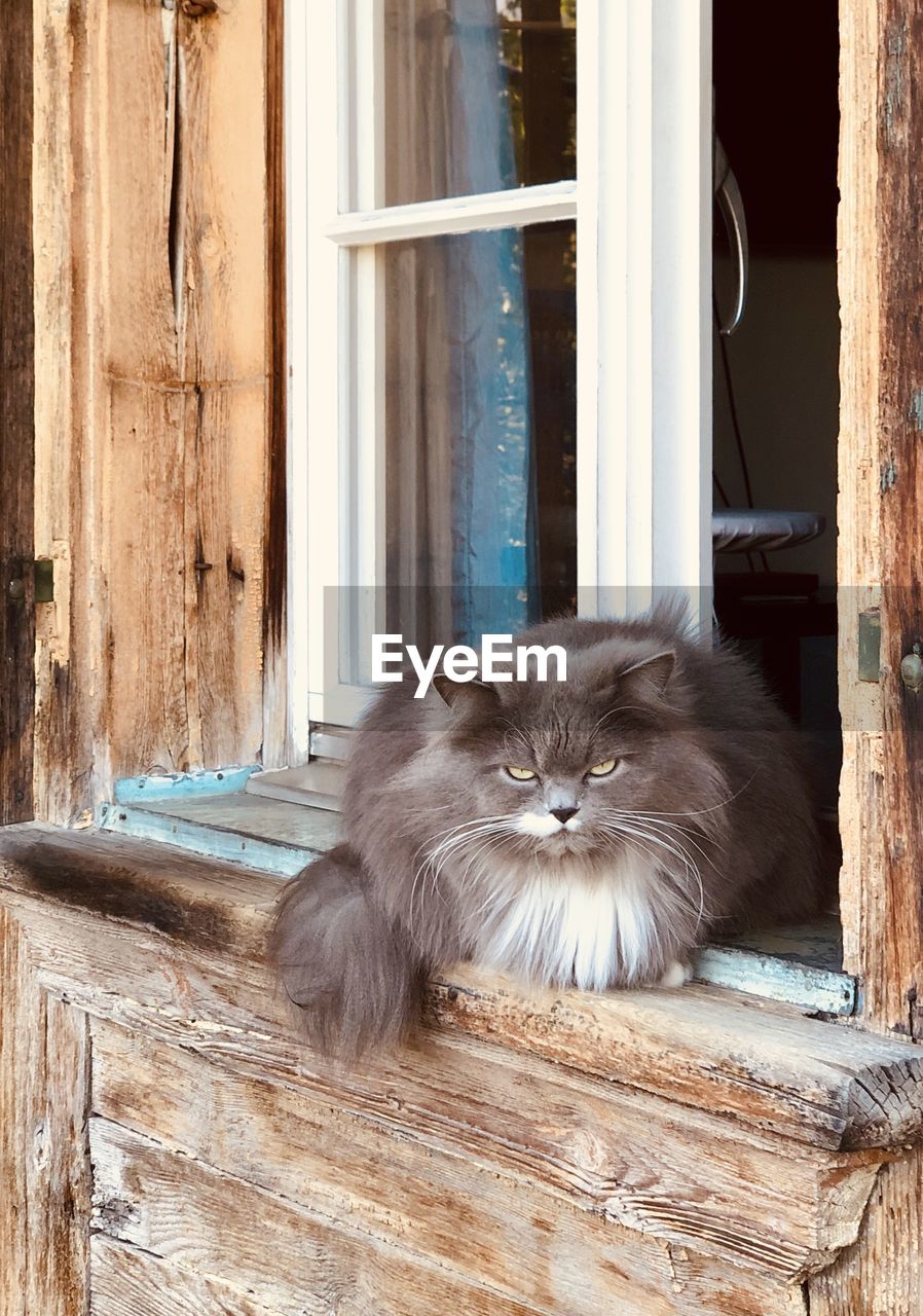 PORTRAIT OF A CAT SITTING ON WINDOW