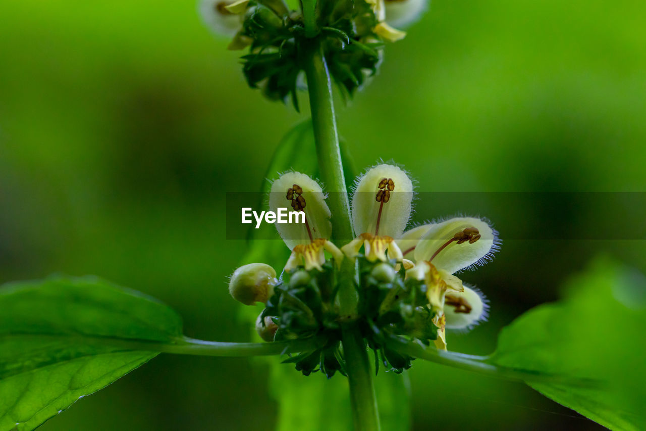 CLOSE-UP OF FLOWER BUDS