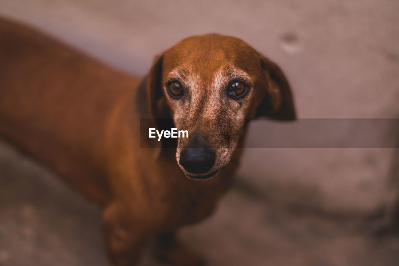 Close-up portrait of a dachshund dog