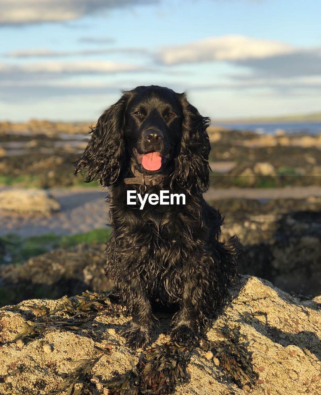 BLACK DOG LOOKING AWAY