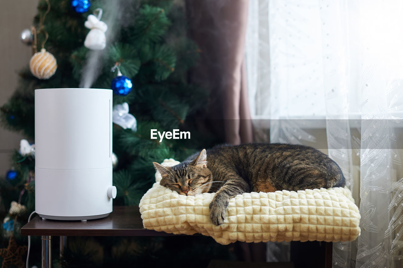 cat, mammal, animal, domestic animals, animal themes, pet, domestic cat, one animal, christmas tree, feline, indoors, carnivore, no people, table, home interior, relaxation, nature, domestic room, furniture, plant, window, tree, small to medium-sized cats, interior design, felidae, chair, domestic life, seat, sitting