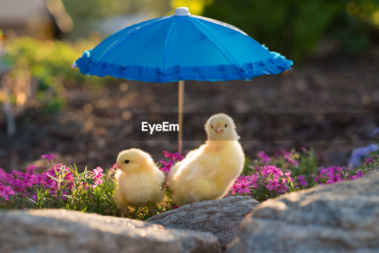 Close-up of baby chickens with small blue umbrella perching on rock