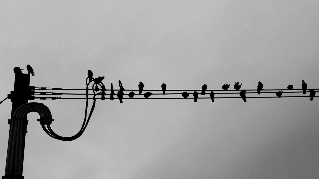 Low angle view of silhouette birds on electricity pylons