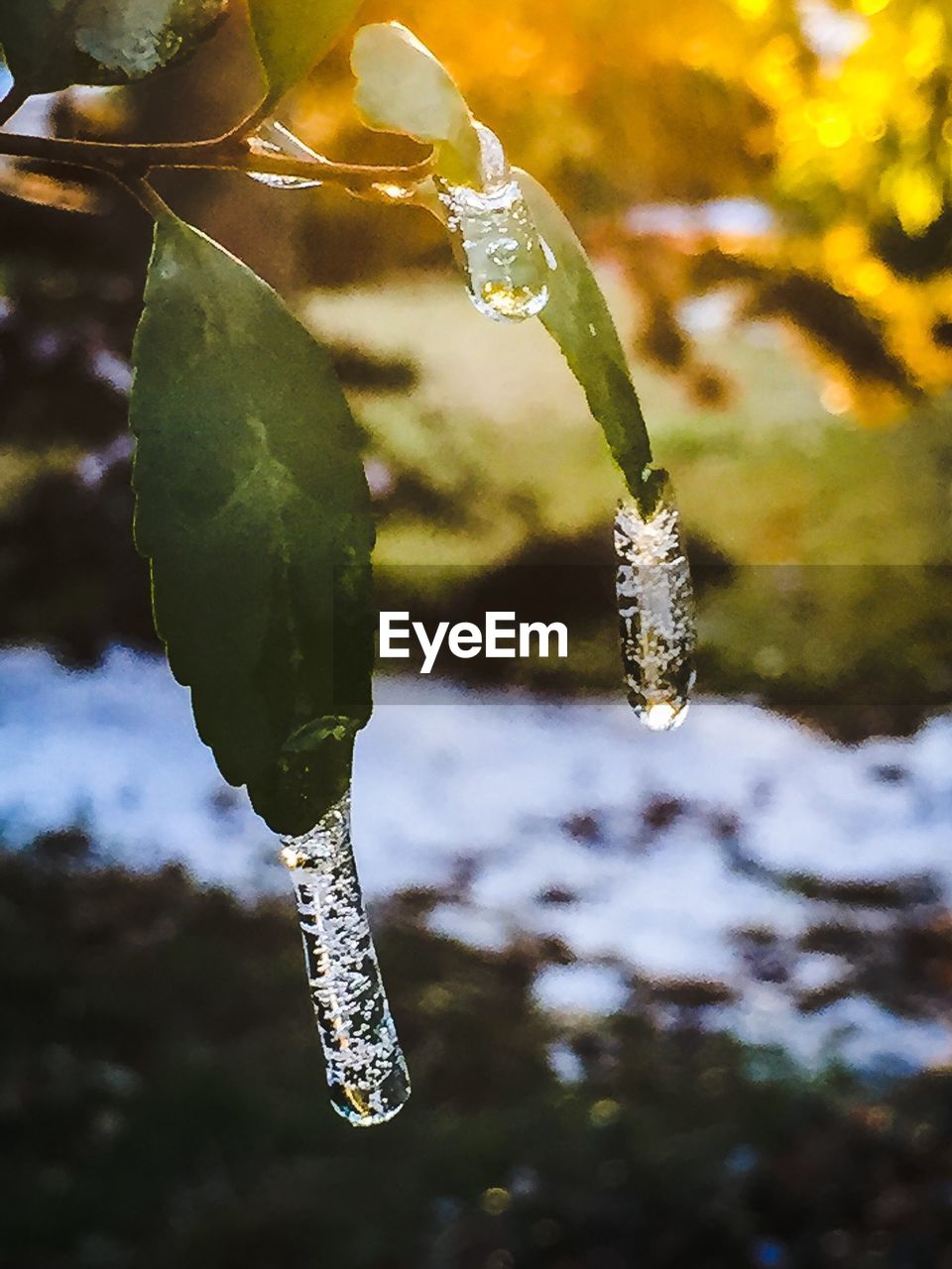 Icicles on leaves during winter