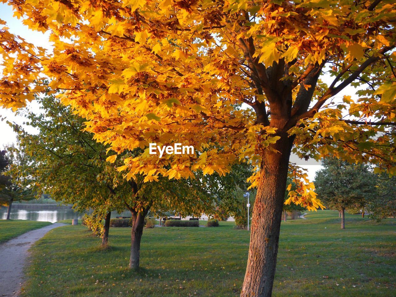 Trees growing in park during autumn