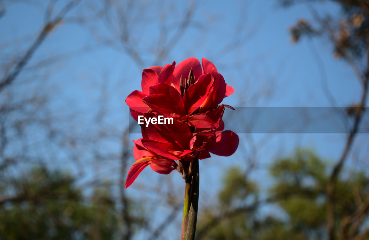 plant, flower, flowering plant, beauty in nature, red, freshness, petal, nature, blossom, inflorescence, flower head, fragility, close-up, focus on foreground, leaf, rose, growth, sky, no people, macro photography, outdoors, tree, springtime, plant stem, day, botany