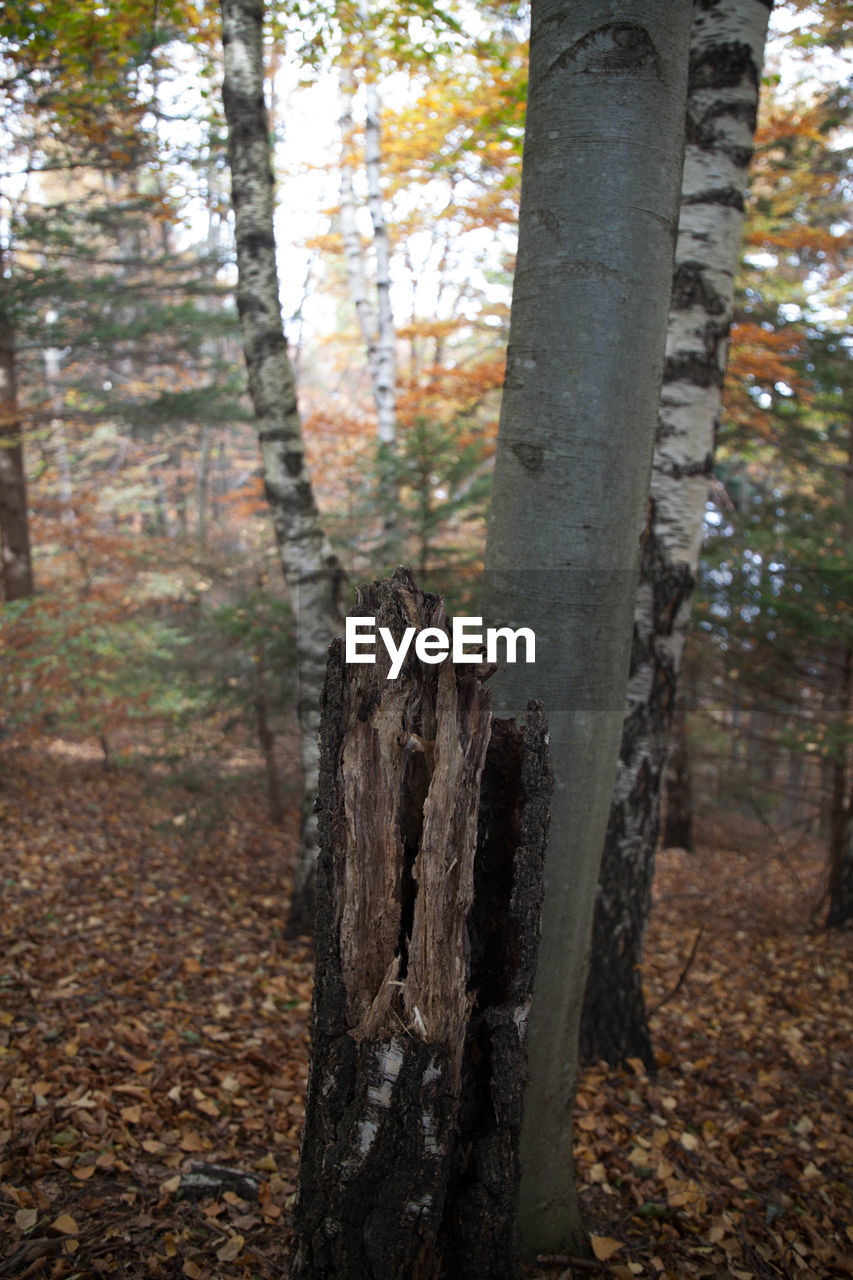 TREE TRUNK ON FIELD