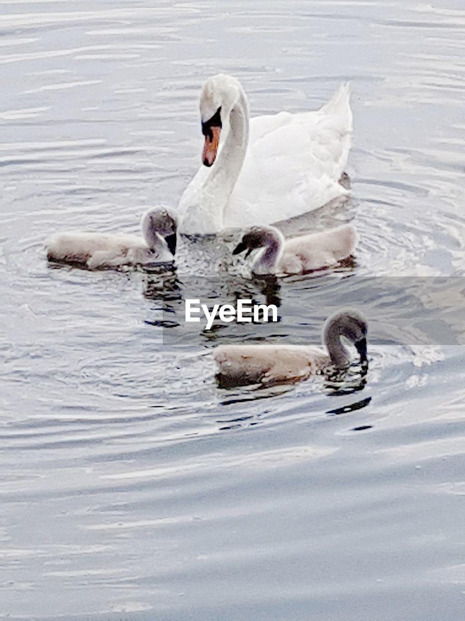 VIEW OF SWANS IN WATER