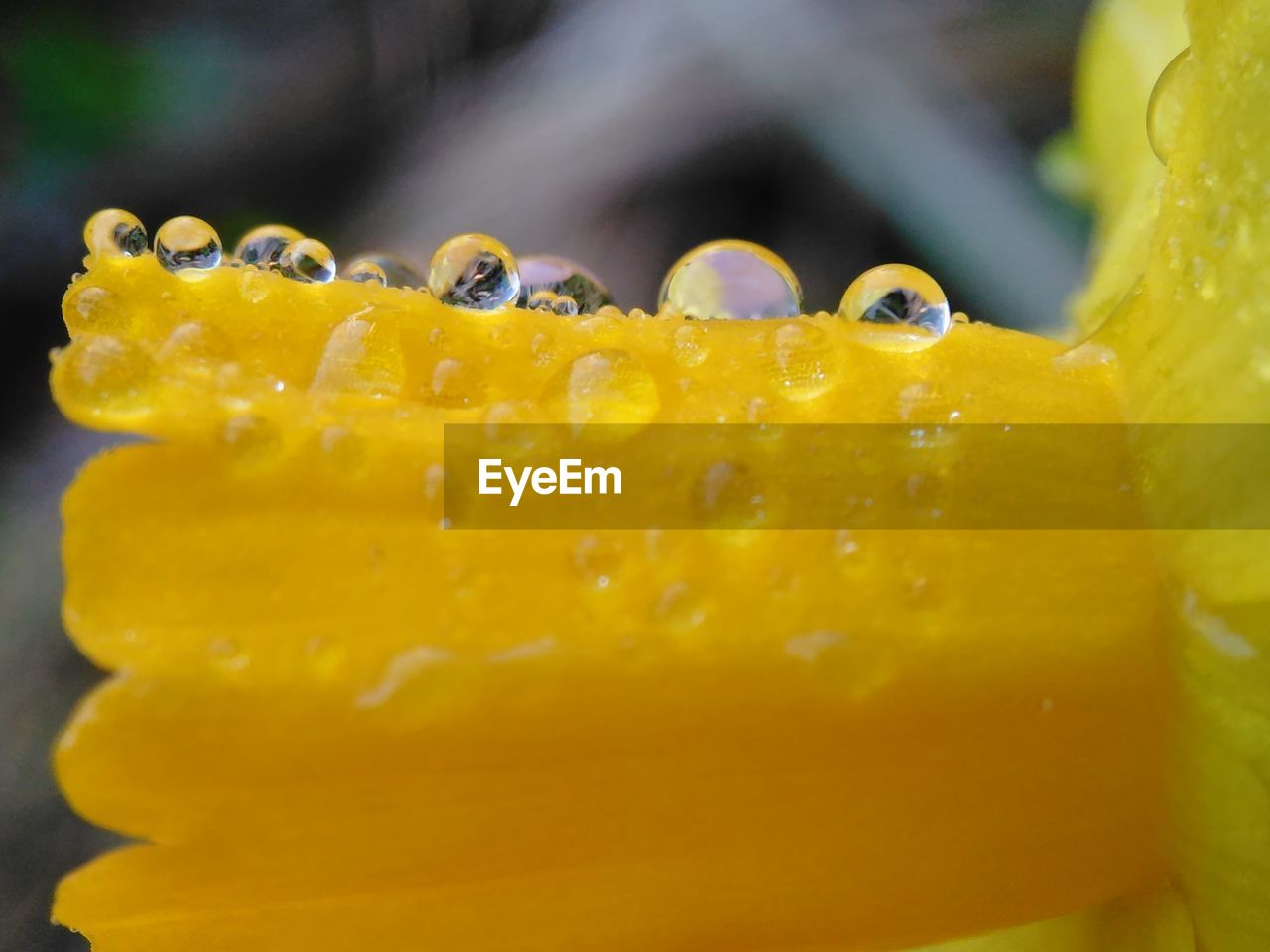 CLOSE-UP OF YELLOW WATER DROPS ON LEAF