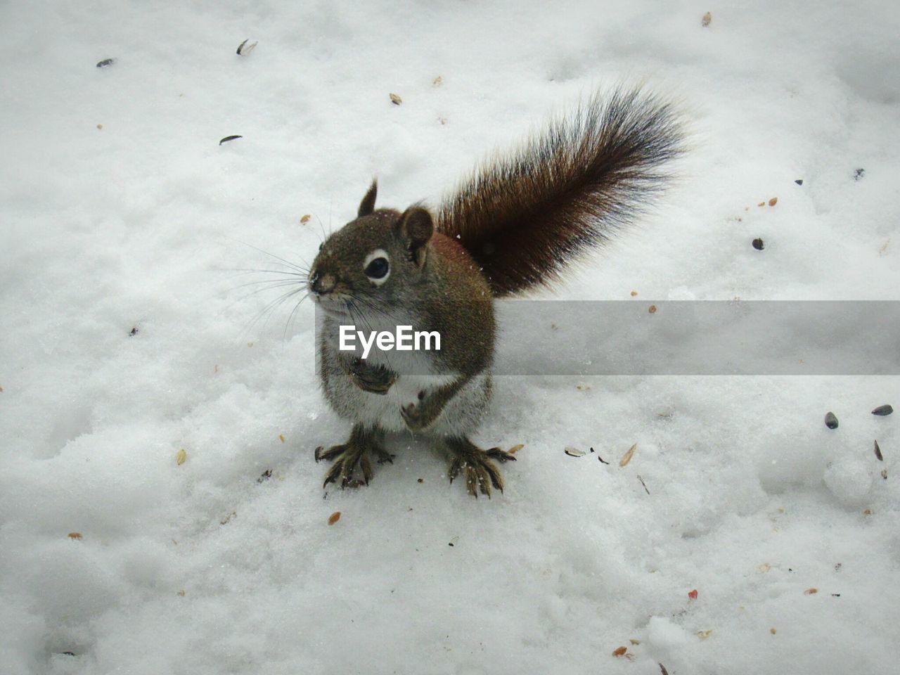 High angle view of an animal on snow