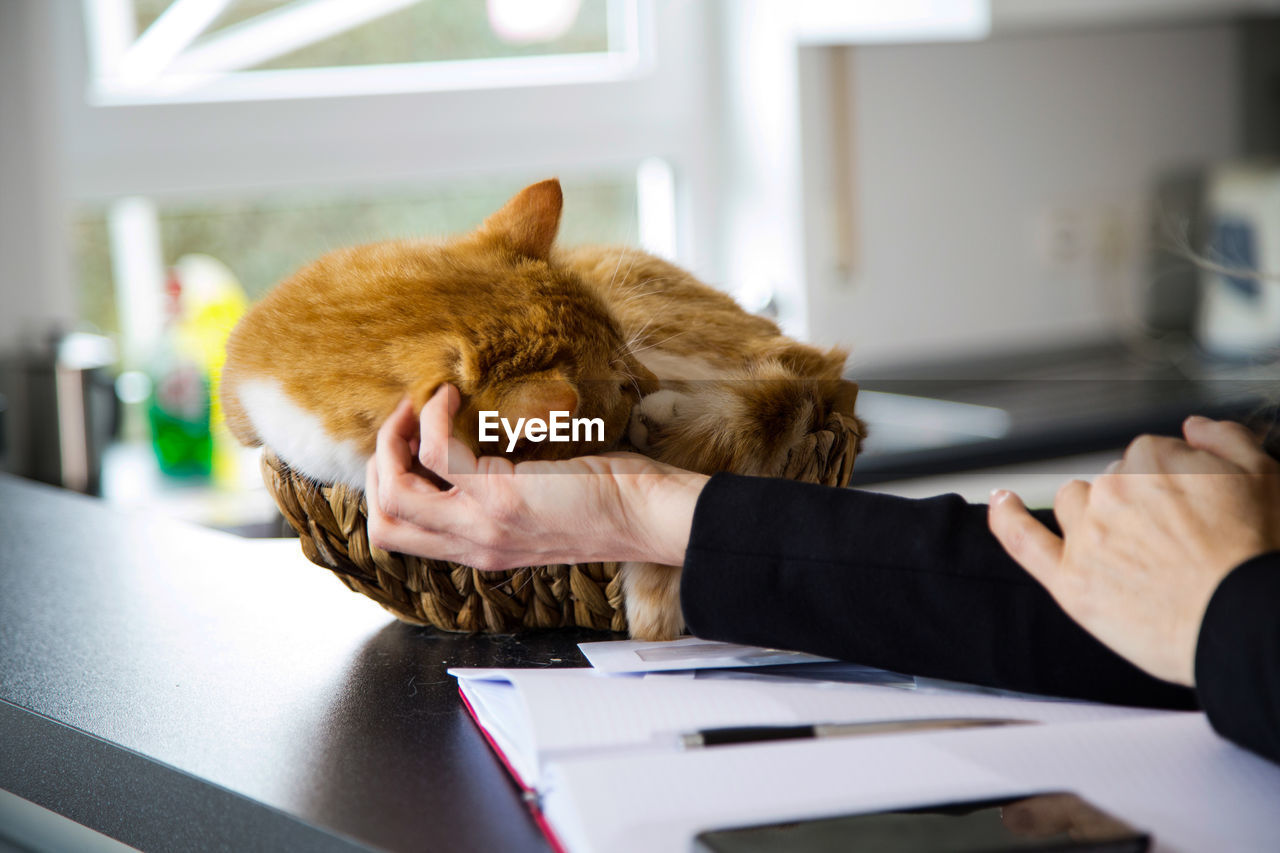 Close-up of person hand touching cat