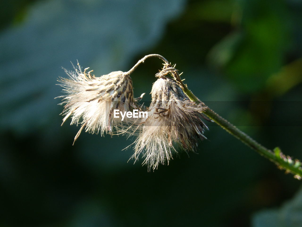 CLOSE-UP OF FLOWERS