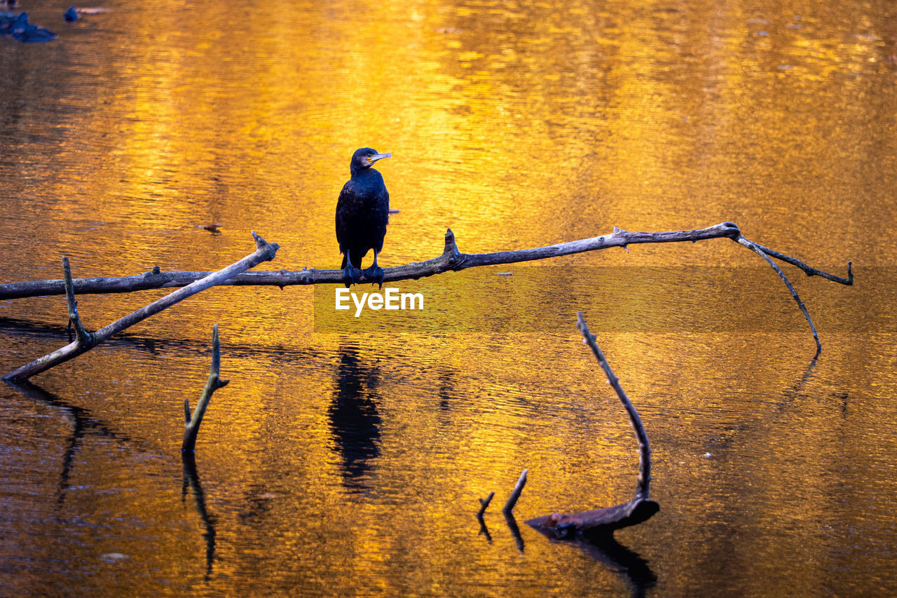 low angle view of silhouette bird perching on branch