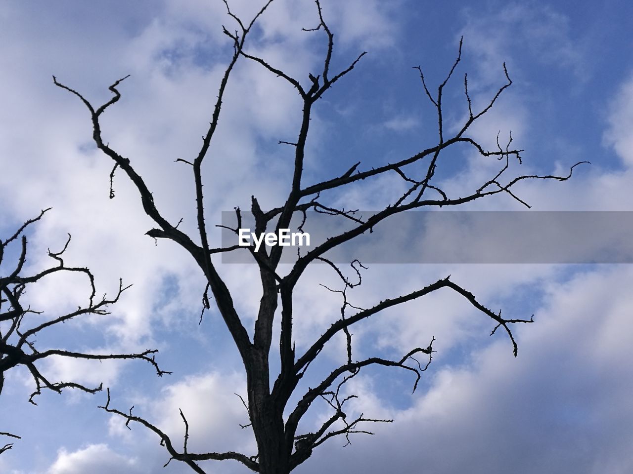 LOW ANGLE VIEW OF TREES AGAINST SKY