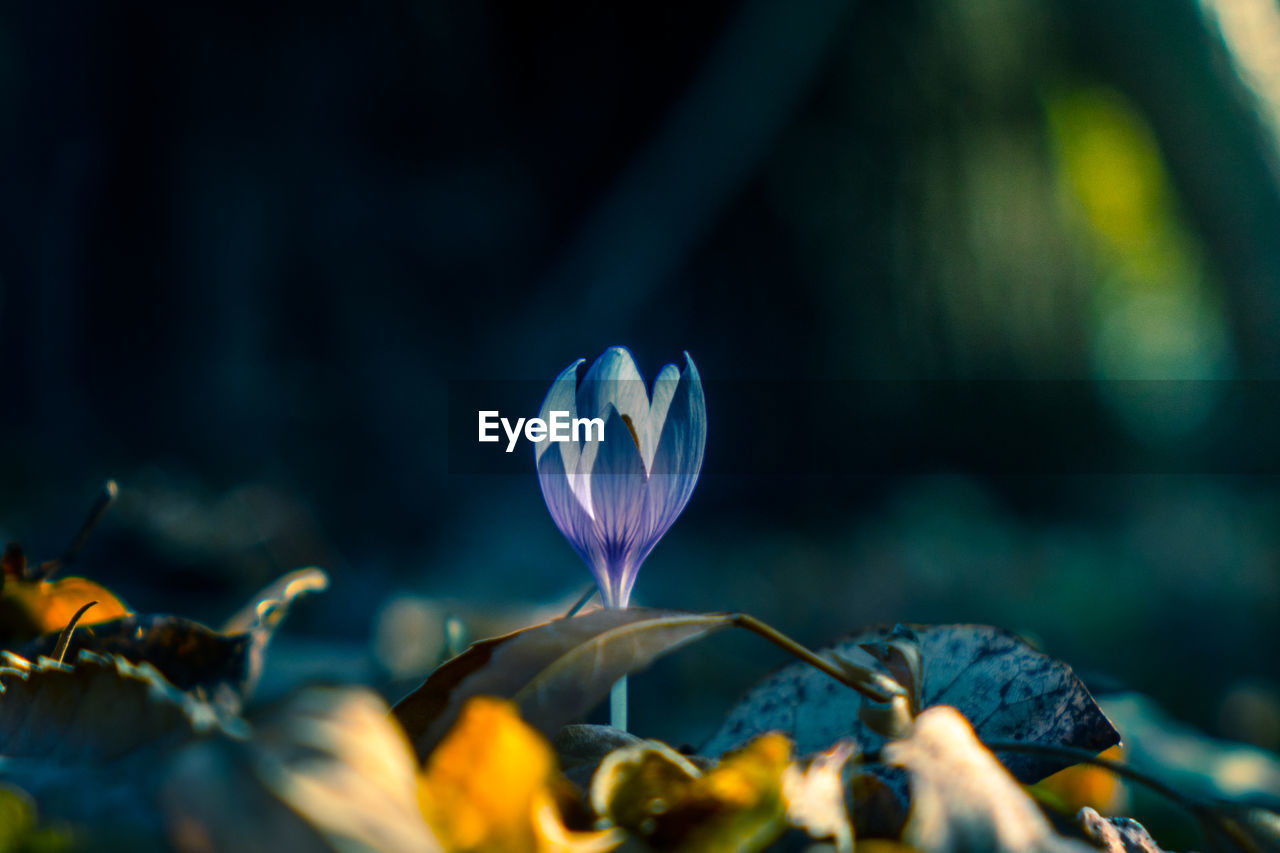 Close-up of purple flower growing on land