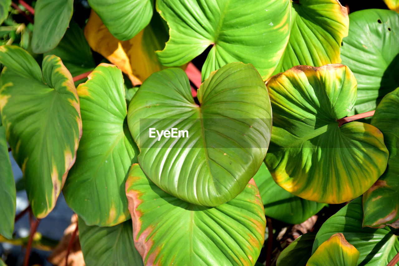 CLOSE-UP OF GREEN LEAVES