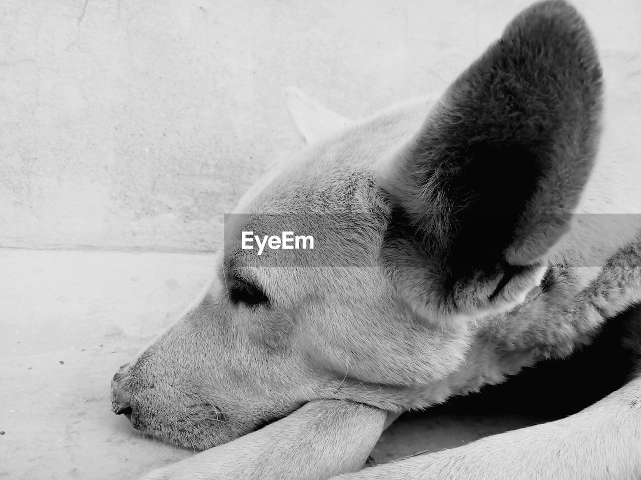 Close-up of dog resting on sidewalk