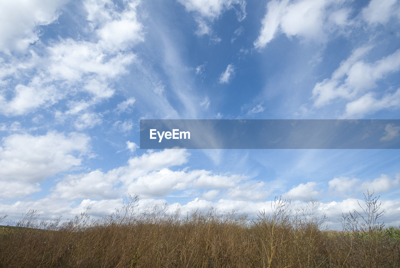 LOW ANGLE VIEW OF TREES AGAINST SKY IN CLOUDY DAY