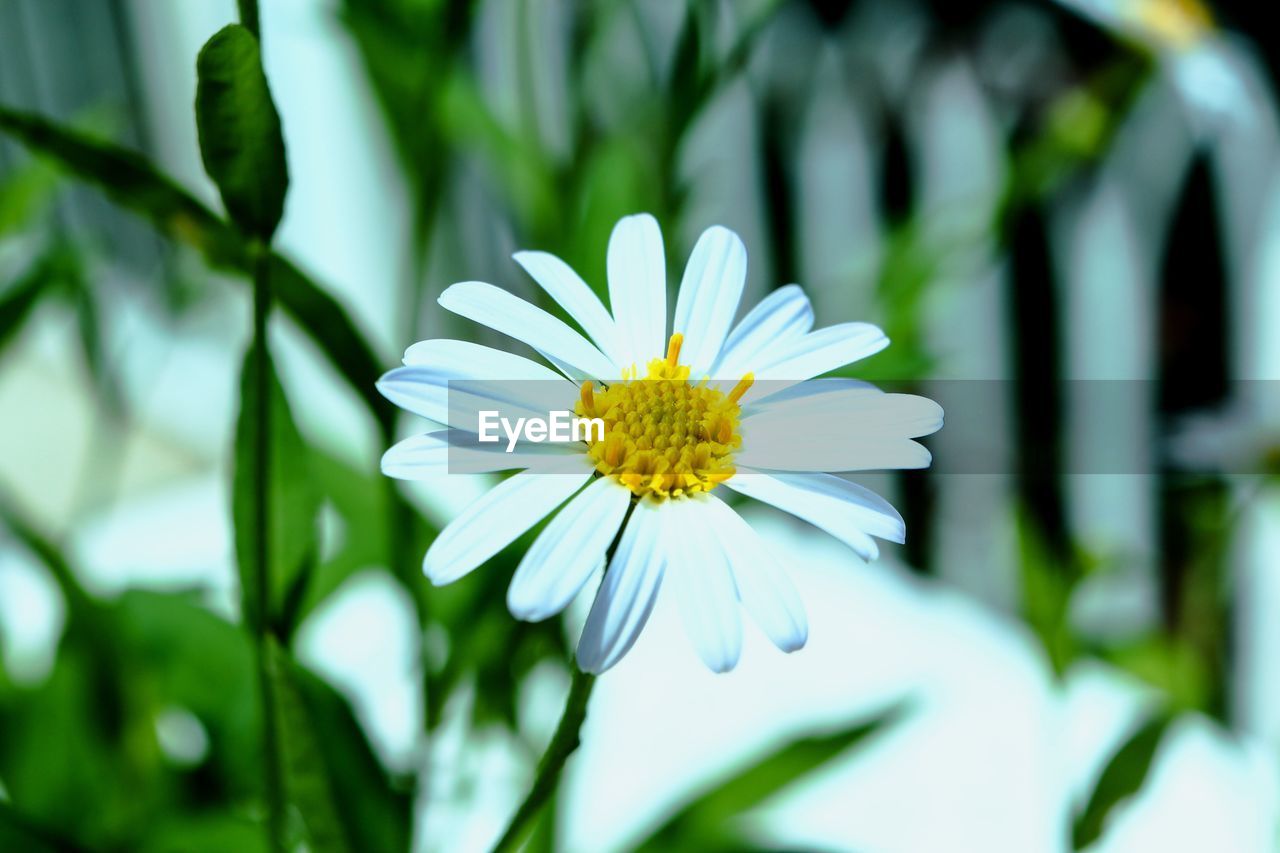 CLOSE-UP OF WHITE FLOWERING PLANTS